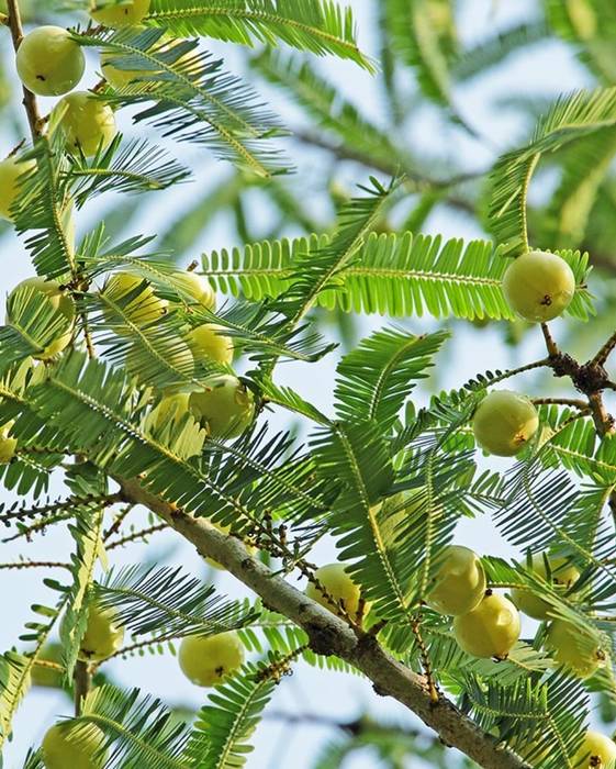 Amla
