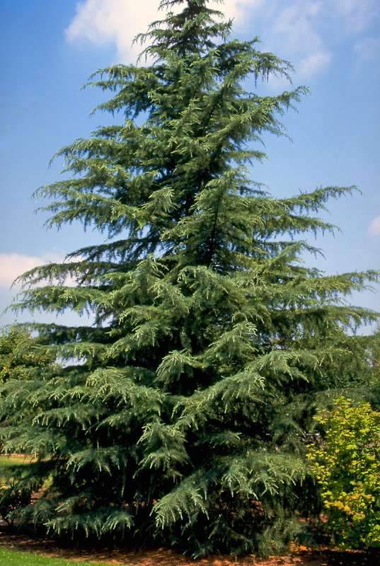 Deodar Cedar