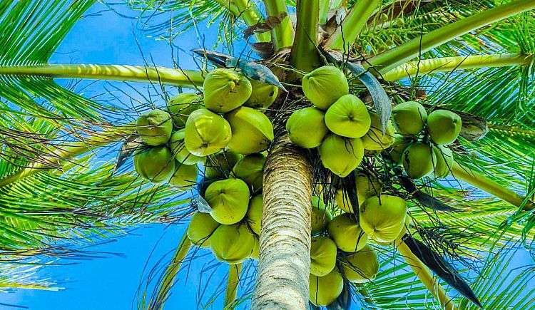 Coconut