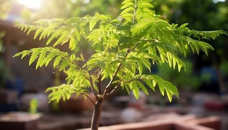 Neem
